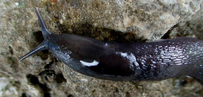 Variazioni di colore in Limax sp da Cassino